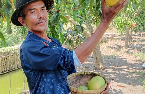 Dari Mangga Agrimania Poktan WTC Hasilkan Cuan
