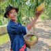 Dari Mangga Agrimania Poktan WTC Hasilkan Cuan