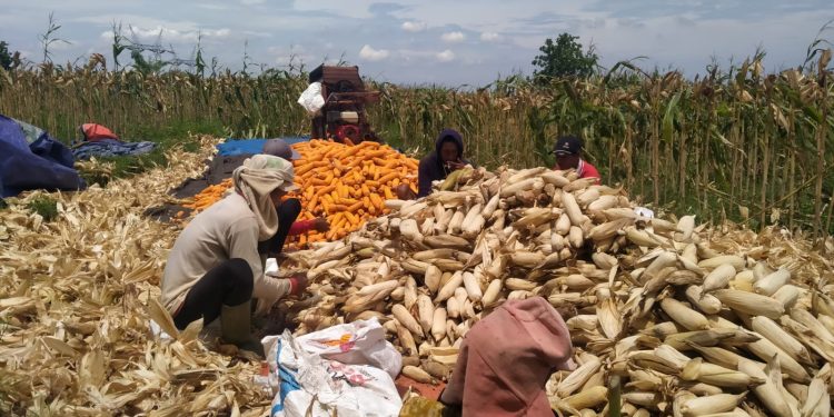 Targetkan 8 Ton, BUMDes Susukanlebak Panen Perdana Jagung Pipil