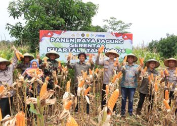 Dukung Swasembada Pangan Nasional, Polres Indramayu Lakukan Panen Raya Jagung Serentak