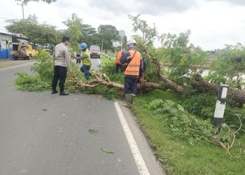 Pohon Besar Tumbang Melintang di Jalur Indramayu -Cirebon, Pengguna Jalan Diminta Waspada saat Berkendara di Musim Hujan