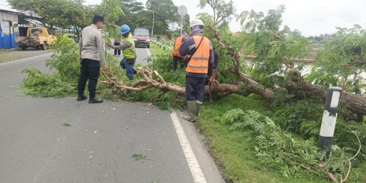 Pohon Besar Tumbang Melintang di Jalur Indramayu -Cirebon, Pengguna Jalan Diminta Waspada saat Berkendara di Musim Hujan