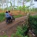 Pondasi Roboh, Jembatan Cidileum Desa Jatipancur Nyaris Ambruk