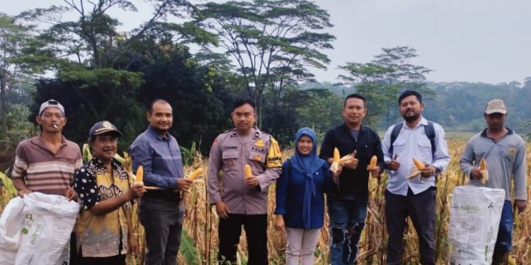 BUMDes Pancur Jaya Desa Jatipancur Sukses Panen Jagung Pipil