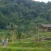 Petani Indramayu Pasang Listrik Jebakan Tikus, Mahasiswa KKN Unpad Diminta Hati-hati