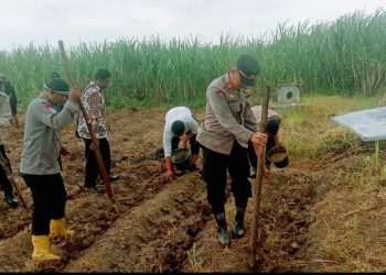 Polsek Karangsembung Polresta Cirebon Gelar Penanaman Jagung Kuartal I 2026