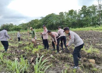 Polsek Susukanlebak Gelar Penanaman Jagung Serentak 750 Hektare Polda Jabar