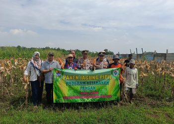 Pemdes Asem Bersama Polsek Lemahabang Gelar Panen Perdana Jagung Pipil