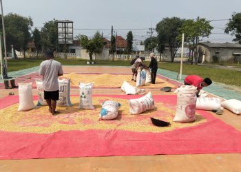Panen Jagung di Desa Cisaat Waled Bawa Berkah di Bulan Suci Ramadan
