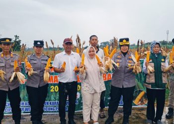 Pemdes Cipeujeuh Kulon Bersama Polsek Lemahabang Panen Perdana Jagung Pipil, Wujudkan Ketahanan Pangan