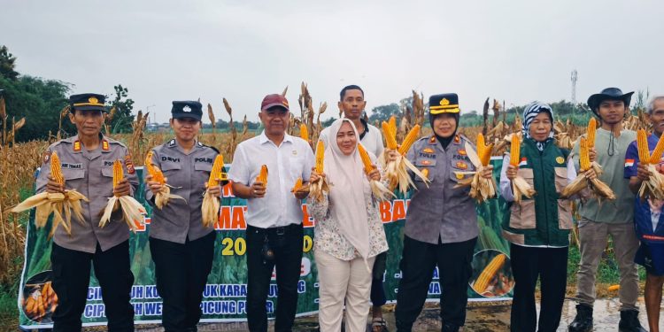 Pemdes Cipeujeuh Kulon Bersama Polsek Lemahabang Panen Perdana Jagung Pipil, Wujudkan Ketahanan Pangan