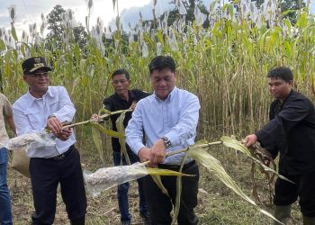 Distan Dukung Pengembangan Sorgum di Kabupaten Cirebon untuk Diversifikasi Pangan
