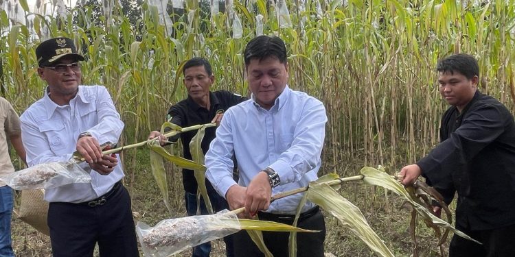 Distan Dukung Pengembangan Sorgum di Kabupaten Cirebon untuk Diversifikasi Pangan