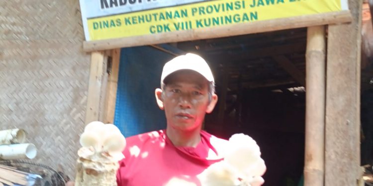 Kelompok Tani Hutan ” Jamur Tiram Sumber Makmur ” Desa Pasuruan Berharap Pada Gubenur Jawa Barat Bisa Berikan Bantuan Bibit 