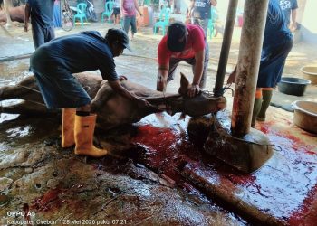 SMK Dwi Bhakti Ciledug Qurban Sapi, Daging Bersih Langsung Disalurkan ke Warga Sekitar Sekolah