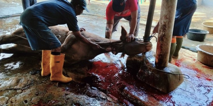 SMK Dwi Bhakti Ciledug Qurban Sapi, Daging Bersih Langsung Disalurkan ke Warga Sekitar Sekolah