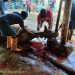SMK Dwi Bhakti Ciledug Qurban Sapi, Daging Bersih Langsung Disalurkan ke Warga Sekitar Sekolah