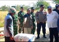 Serap Gabah Petani, Realisasi Penyerapan Bulog Indramayu Capai 90 Persen