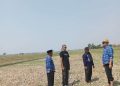 Puluhan Ribu Hektare Tanaman Padi di Indramayu Terancam Puso