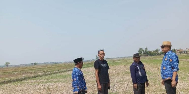 Puluhan Ribu Hektare Tanaman Padi di Indramayu Terancam Puso