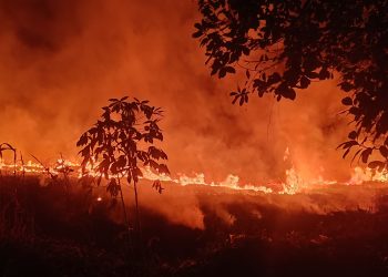 Lahan Tebu Dibakar Pasca Panen di Desa Ciawiasih Hasilkan Asap Tebal & Langgar UU Lingkungan Hidup