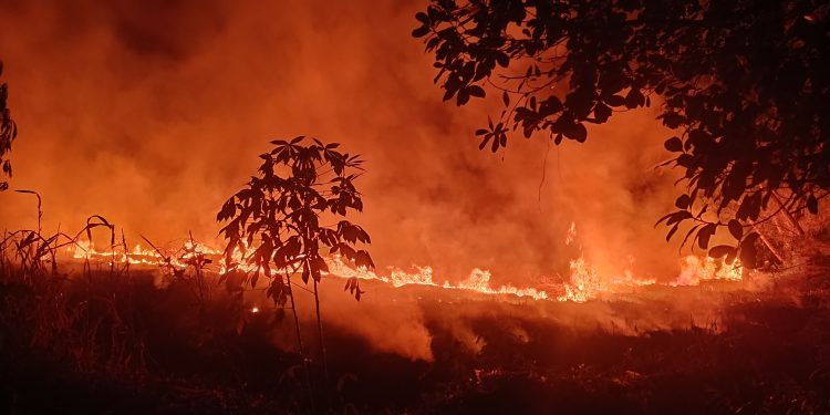 Lahan Tebu Dibakar Pasca Panen di Desa Ciawiasih Hasilkan Asap Tebal & Langgar UU Lingkungan Hidup