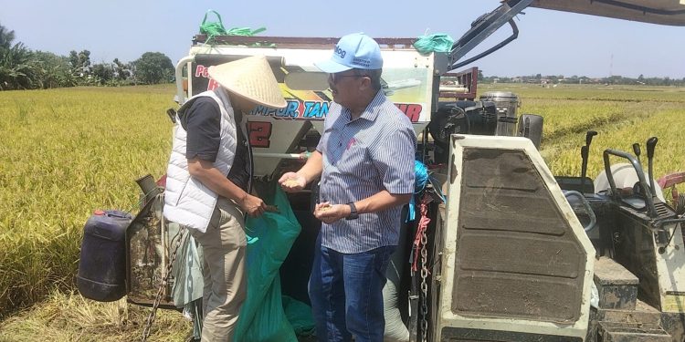 Bulog Jemput Gabah Petani di Indramayu, Serapan Nasional Tembus 4 Juta Ton