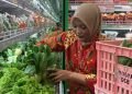 Selada Hidroponik Lapas Indramayu Laku di Yogya Toserba‎
