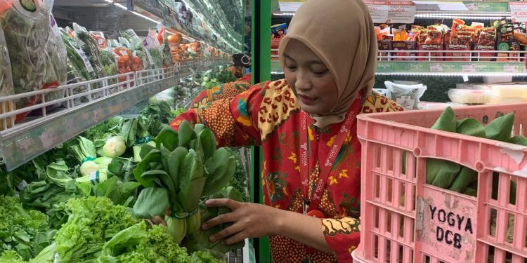 Selada Hidroponik Lapas Indramayu Laku di Yogya Toserba‎