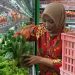 Selada Hidroponik Lapas Indramayu Laku di Yogya Toserba‎