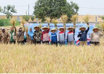 Dari 6,56 Jadi 10,60 Ton per Hektare, Petani Jatisura Menemukan Harapan Baru di Sawah