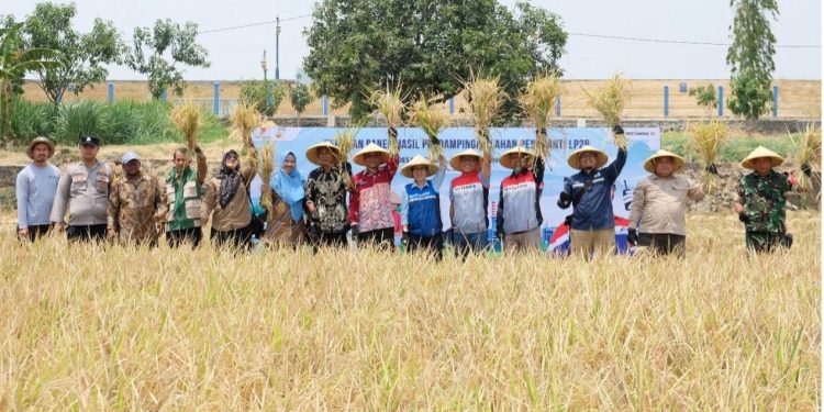 Dari 6,56 Jadi 10,60 Ton per Hektare, Petani Jatisura Menemukan Harapan Baru di Sawah