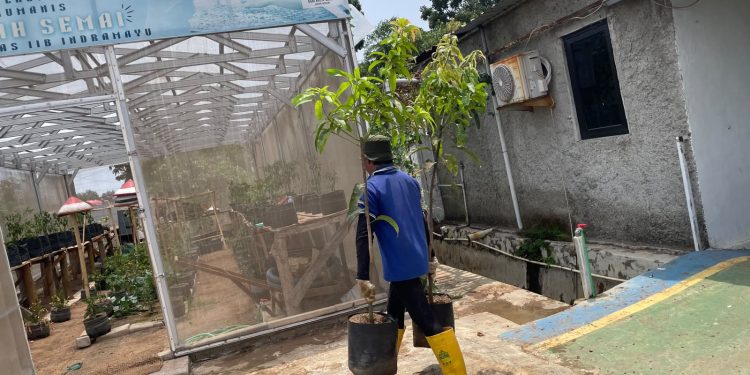 Lapas Indramayu Perkuat Pembinaan Pertanian Lewat Budidaya Mangga Agrimania